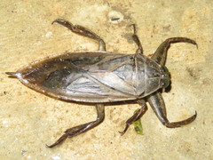 Lethocerus cordofanus