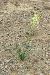 Eremurus luteus