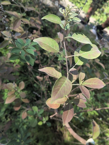Microtropis japonica iNat (3)