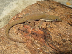 Phelsuma dubia
