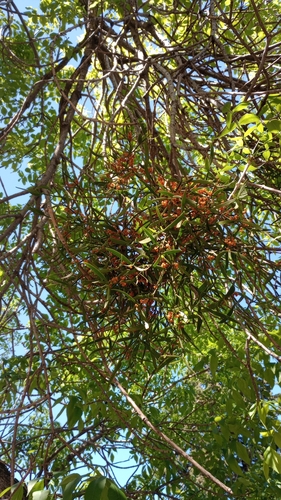 Quacimmila de Canario (Phoradendron quadrangulare)