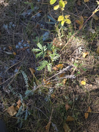 Tansy Cinquefoil (Potentilla bipinnatifida)