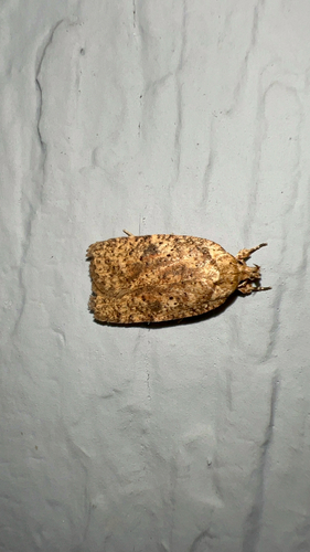 Thelma's Agonopterix Moth photo 2