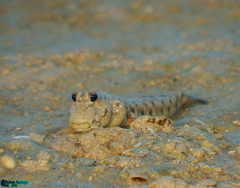 Periophthalmus waltoni