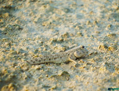 Periophthalmus waltoni