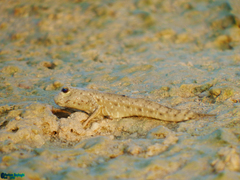 Periophthalmus waltoni