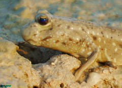 Periophthalmus waltoni