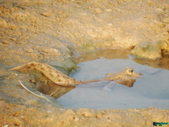 Periophthalmus waltoni