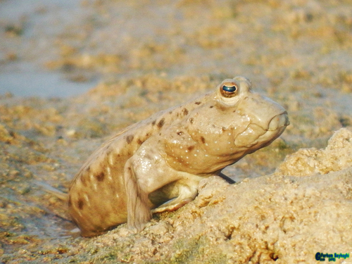 Walton's mudskipper (Periophthalmus waltoni) — Gobiidae