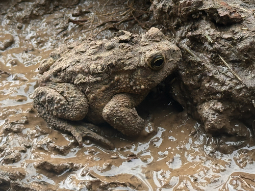 American Toad