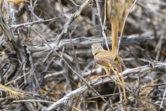 Prinia flavicans