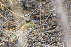 Prinia flavicans