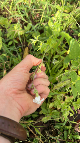 white campion