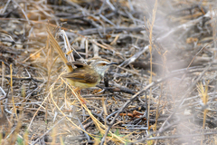 Prinia flavicans