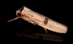 Pilostibes stigmatias