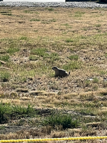 iNaturalist observation 2025-09-14