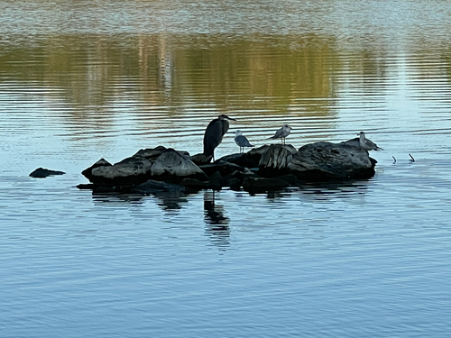 iNaturalist observation 2025-09-14