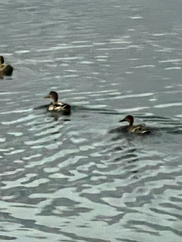 iNaturalist observation 2025-09-13