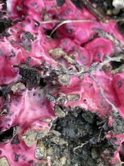 Hypomyces armeniacus