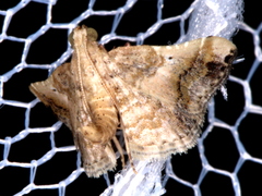 Scenedra decoratalis