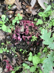 Hypomyces armeniacus