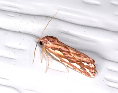 Meyrickella torquesauria