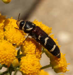 Acmaeodera trifasciata