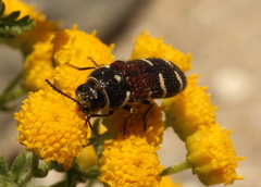 Acmaeodera trifasciata