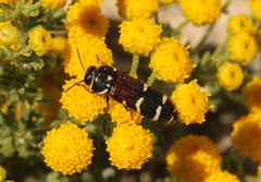 Acmaeodera trifasciata