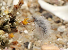 Australoechus minusculus