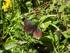 Erebia tyndarus