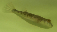 Tetractenos hamiltoni