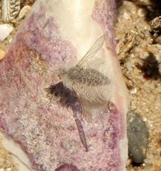 Australoechus minusculus