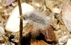 Australoechus minusculus