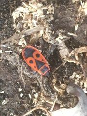 Pyrrhocoris apterus