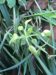 Stellaria media