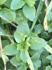 Stellaria media