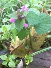 Lamium purpureum