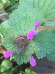 Lamium purpureum