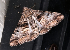 Gastrinodes argoplaca