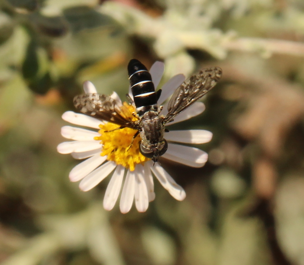 Tomomyza pictipennis
