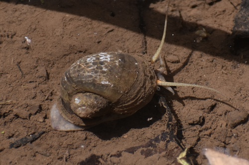 Channeled Apple Snail