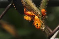 Sephina