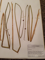 Schoenoplectus americanus