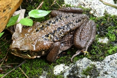 Gray Toad photo 2