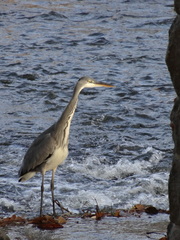 Ardea cinerea