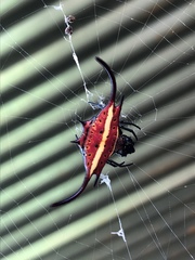 Gasteracantha falcicornis