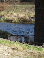 Ardea cinerea
