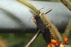 Sephina subulata