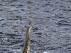 Ardea cinerea